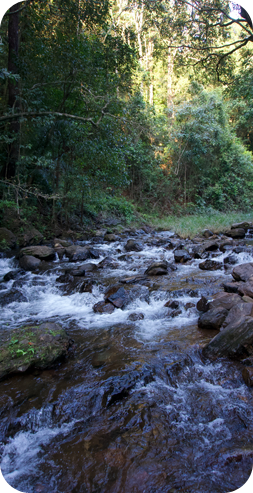 beautiful view of fresh water river flowing in chikmagalur