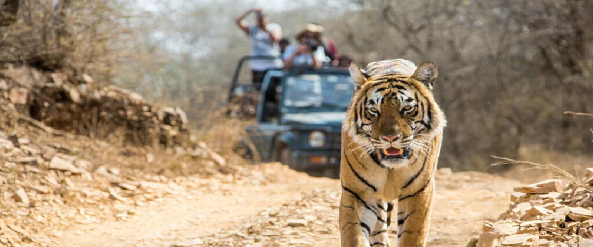 Tiger in the front at Bhadra Wildlife Sanctuary with tourist on the way