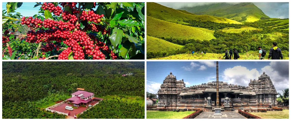 Coffee plant, Green hills, Homestay midst of greenery, temple & many more attraction in one place