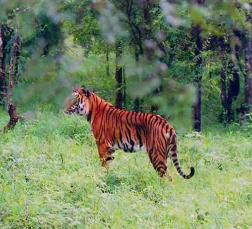 tiger spot in bhadra wildlife sanctuary in chikmagalur