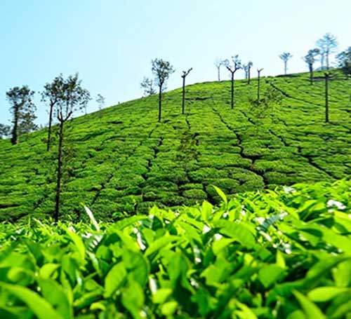 beautiful tea plantation view in chikmagalur