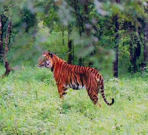 Tiger of Bhadra Wildlife Sanctuary in Chikmagalur