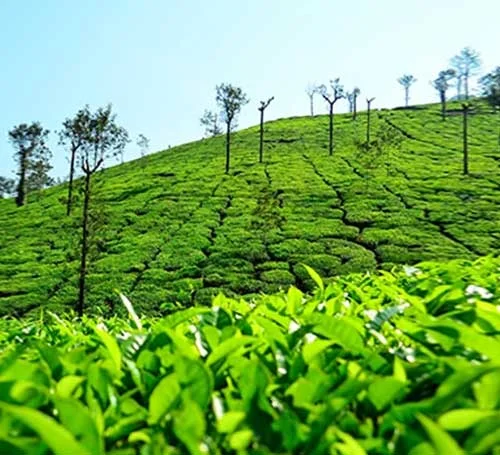 Chikmagalur Tea Plantations estates & beautiful greenery around